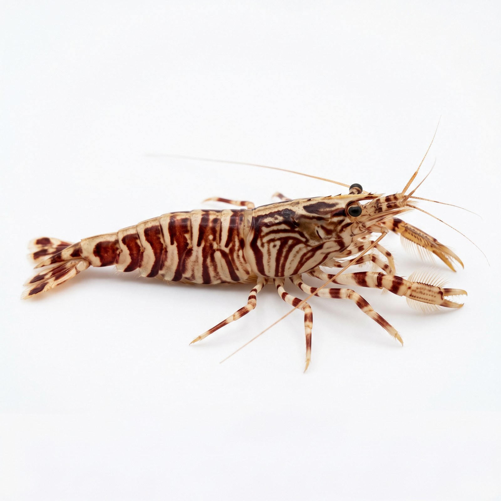 Bamboo Shrimp