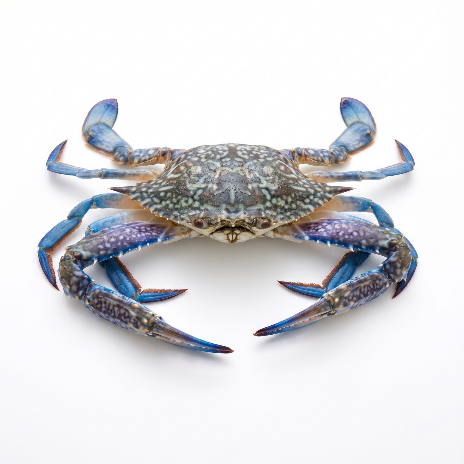 Blue Swimming Crab