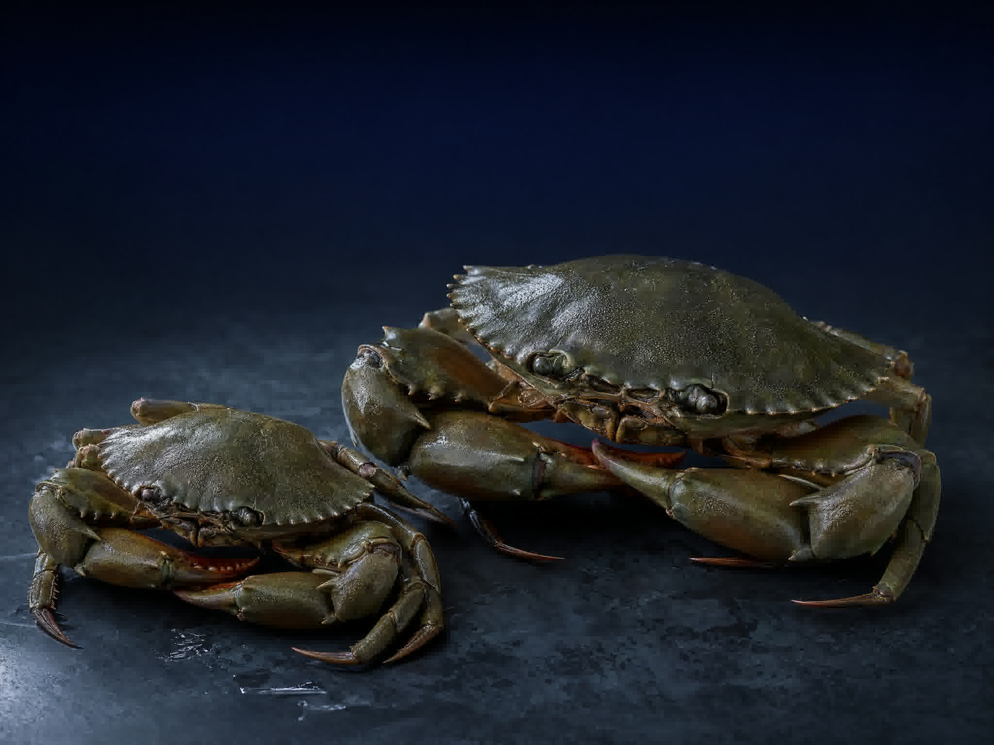 Mud Crab