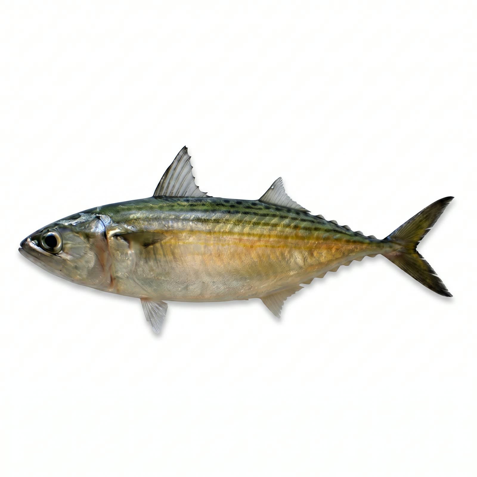 Indian Mackerel